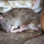 Cara Ampuh Basmi Tikus di Rumah