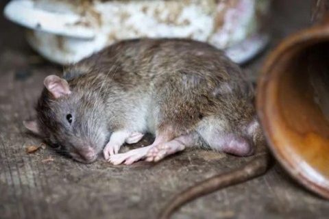 Cara Ampuh Basmi Tikus di Rumah
