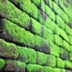 Jangan Biarkan Tembok Berlumut