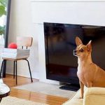 Cara Menghilangkan Bau Kotoran & Kencing Hewan Peliharaan di Rumah