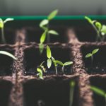 4 Tips Agar Tanaman Tetap Tumbuh Meski Ditinggal Jauh