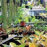 Tanaman-Tanaman Hias Paling Laris Selama Pandemi