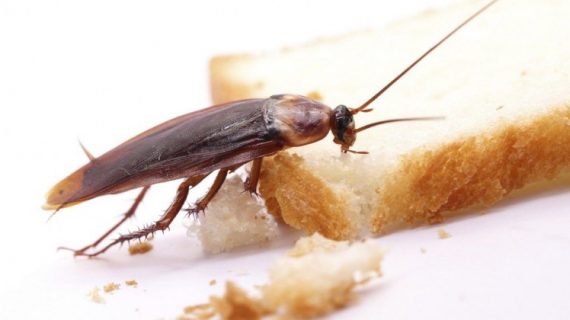 11 Cara Membasmi Kecoa di Kamar Mandi Secara Alami, Mudah dan Efektif