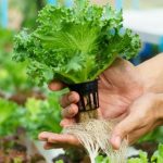 Menanam Sayur Dan Buah Hidroponik Sendiri Di Rumah