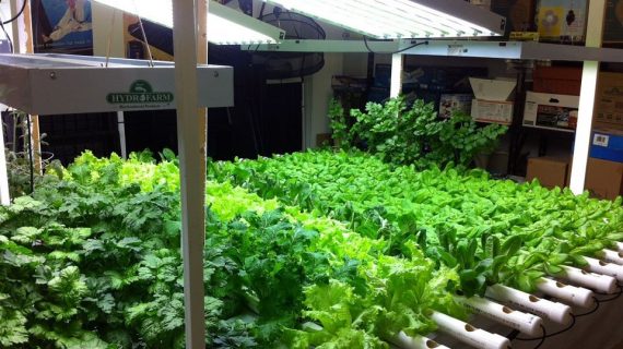 Memanfaatkan Bagian Atap Rumah Sebagai Kebun