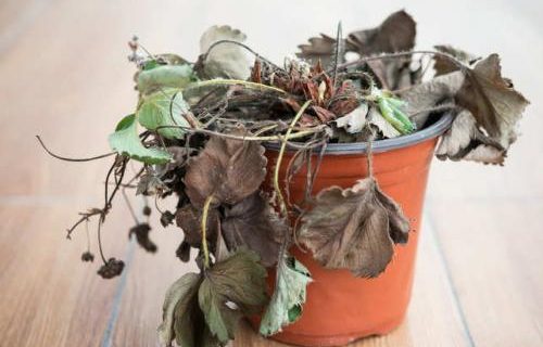 Ternyata Ini 7 Benda Yang Bisa Membawa Energi Negatif Di Rumah