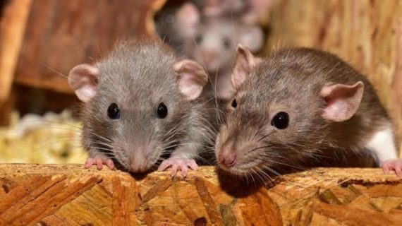 Bahaya Urine Tikus Di Rumah