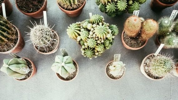 Tips Mudah Merawat Taman Kaktus Mini