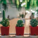Punya Kaktus di Rumah? Coba 7 Tips Mudah Ini Agar Kaktus Awet dan Panjang Umur
