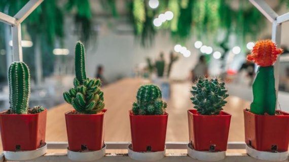 Punya Kaktus di Rumah? Coba 7 Tips Mudah Ini Agar Kaktus Awet dan Panjang Umur