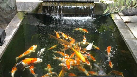 Tips Agar Kolam Ikan Tidak Cepat Kotor