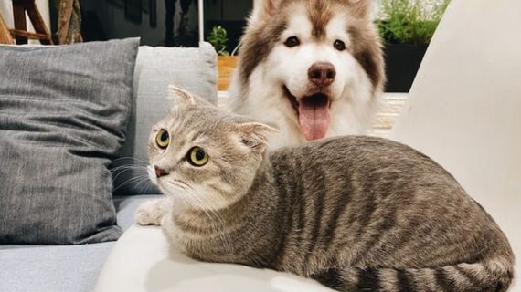 Tips Hilangkan Bulu Hewan Peliharaan dari Rumah