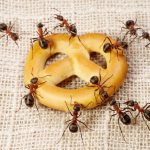 Ragam Cara Untuk Mencegah Semut Masuk Ke Dalam Rumah