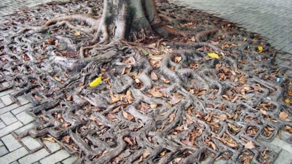 Apakah Akar Pohon Palem Merusak Tembok