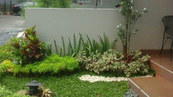 Jenis Akar Pohon Yang Merusak Pondasi Rumah