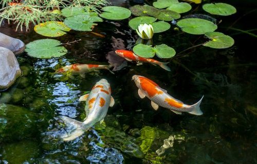 9 Alasan Mengapa Perlu Memiliki Kolam Ikan di Rumah