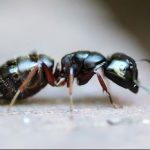 10 Cara Mengusir Semut di Rumah Tanpa Bahan Kimia