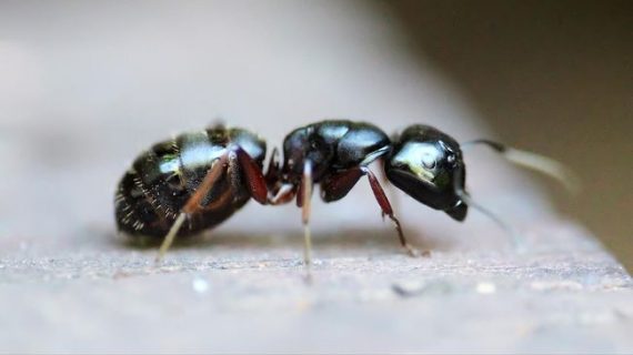 10 Cara Mengusir Semut di Rumah Tanpa Bahan Kimia