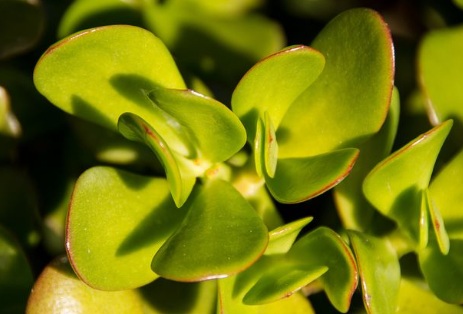 Jenis Tanaman Uang yang Datangkan Hoki