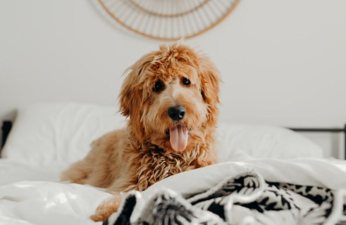 Cara Bersihkan Bulu Kucing dan Anjing di Rumah