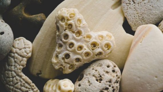 Cara Membersihkan Batu Koral Putih dari Lumut