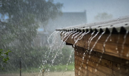 Hati-Hati, Empat Hewan Ini Sering Masuk Rumah Saat Musim Hujan