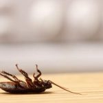 Kebersihan Rumah: Kunci Mengusir Serangga