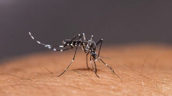 Rumah Bebas Serangga: Tips Sederhana untuk Menjaganya Tetap Bersih