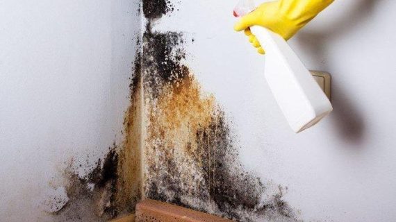 Mengatasi Masalah Jamur dan Flek Pada Dinding Rumah Anda