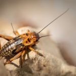 Panduan Lengkap Mengatasi Serangan Serangga di Musim Hujan di Lingkungan Rumah