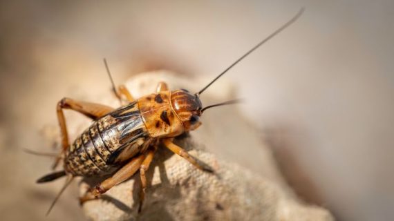Panduan Lengkap Mengatasi Serangan Serangga di Musim Hujan di Lingkungan Rumah