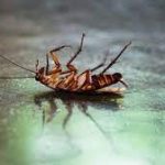 Tips Praktis Mencegah Serangan Serangga di Rumah Saat Hujan