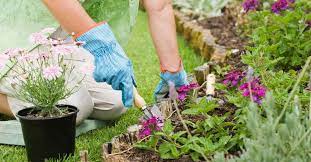 Menjaga Keindahan Taman: Tips Merawat Tanaman Saat Hujan