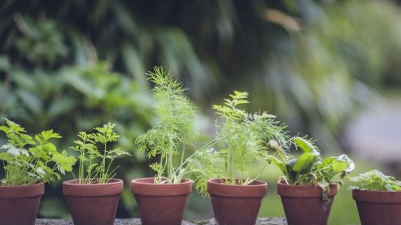 Trik Jitu Agar Taman Tetap Indah di Musim Hujan: Perawatan Tanaman yang Efektif