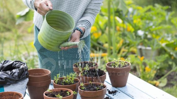 Menghadapi Musim Hujan: Panduan Praktis Merawat Taman Agar Tetap Hijau dan Sehat