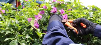 Panduan Lengkap Merawat Tanaman Hias di Halaman Belakang Anda