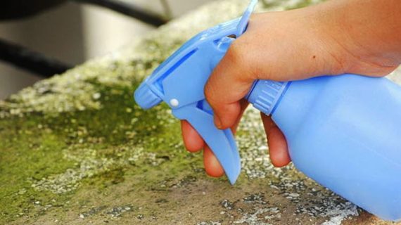 Panduan Praktis: Cara Mengatasi Lumut yang Membandel di Dinding Rumah Anda