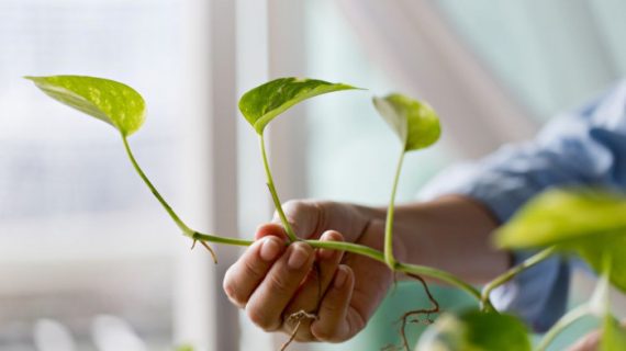 7 Kesalahan Umum dalam Merawat Taman dan Cara Menghindarinya