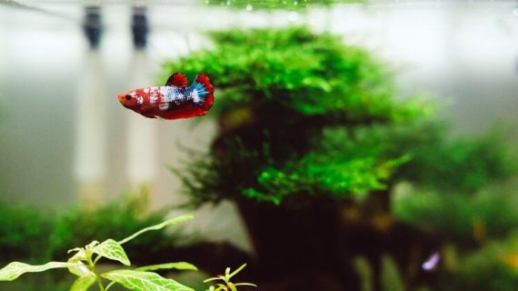 Tips Memilih dan Merawat Ikan Hias untuk Menambah Keharmonisan di Rumah Anda