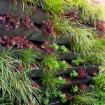 Manfaat Memiliki Taman di Rumah untuk Kesehatan Fisik dan Mental