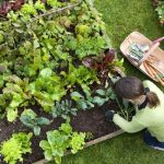 Cara Merawat Tanaman di Pekarangan Rumah Agar Tumbuh Subur
