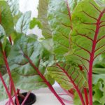 Manfaat Tanaman Indoor untuk Kesehatan Penghuni Rumah