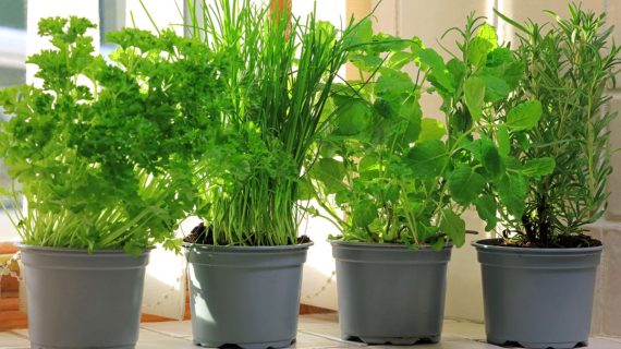 Keuntungan Menanam Tanaman Obat di Pekarangan Rumah