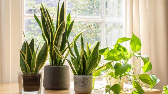 Cara Cerdas Menata Tanaman Hias di Dalam Rumah