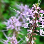 Manfaat Memelihara Tanaman Herbal di Pekarangan Keluarga