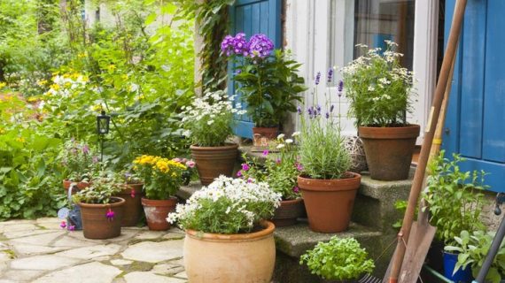 Menata Pot Tanaman untuk Memperindah Teras Rumah