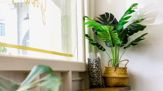 Manfaat Tanaman Hias dalam Meningkatkan Kesehatan Rumah