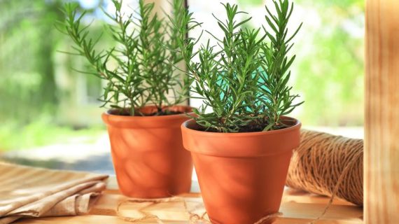 Wangi Tanaman di Sudut Rumah: Aromaterapi Alami dari Pekarangan Sendiri